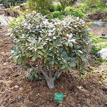 Rhododendron traillianum unspecified picture