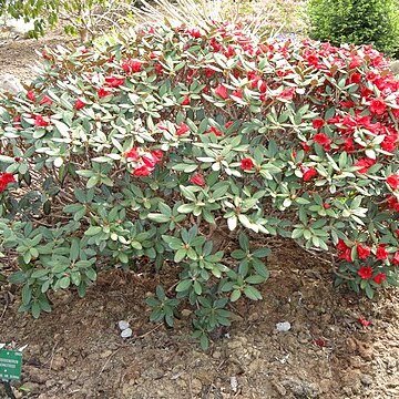 Rhododendron haematodes unspecified picture