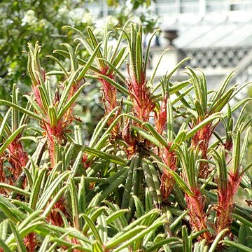 Rhododendron strigillosum unspecified picture