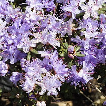 Rhododendron impeditum unspecified picture