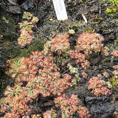 Drosera communis unspecified picture