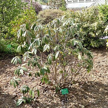 Rhododendron niveum unspecified picture