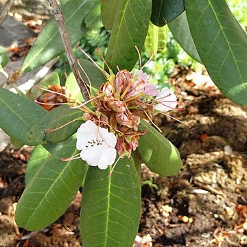 Rhododendron fulvum unspecified picture