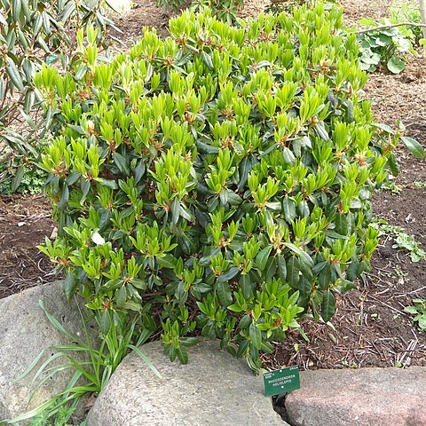 Rhododendron heliolepis unspecified picture