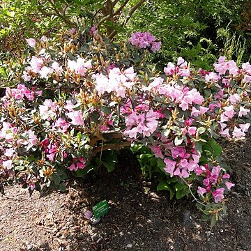 Rhododendron selense unspecified picture