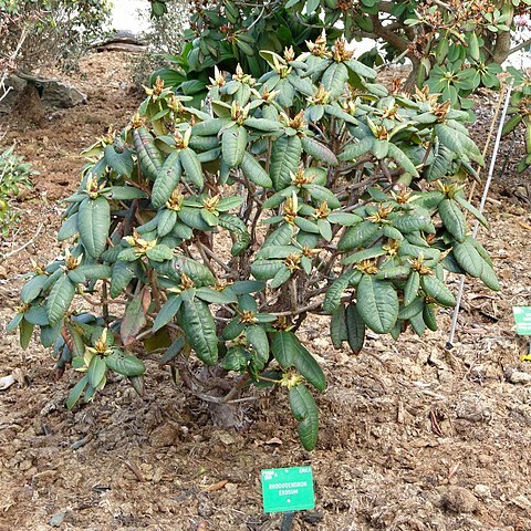 Rhododendron erosum unspecified picture