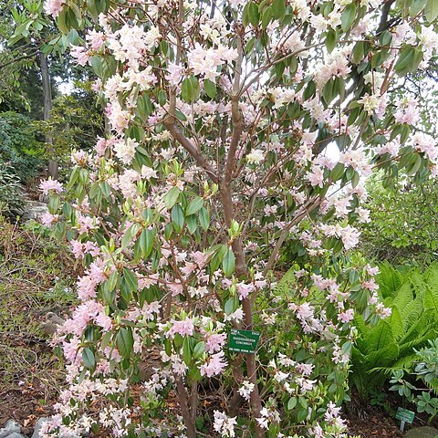 Rhododendron concinnum unspecified picture