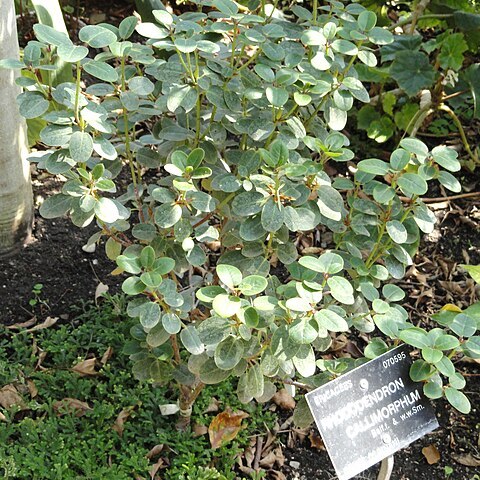 Rhododendron callimorphum unspecified picture