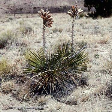 Yucca intermedia unspecified picture