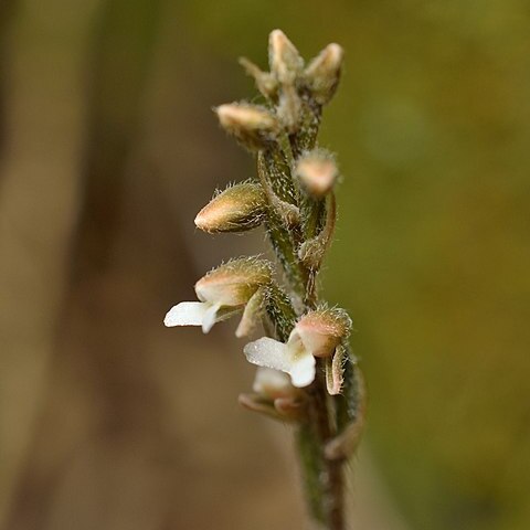 Zeuxine reflexa unspecified picture