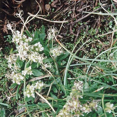 Draba monoensis unspecified picture