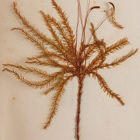 Hypnodendron marginatum unspecified picture