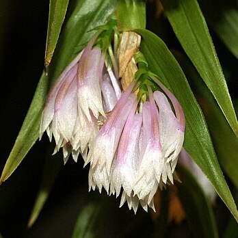 Dendrobium caliculi-mentum unspecified picture