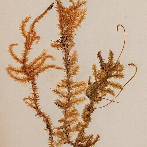 Rhynchostegium tenuifolium unspecified picture