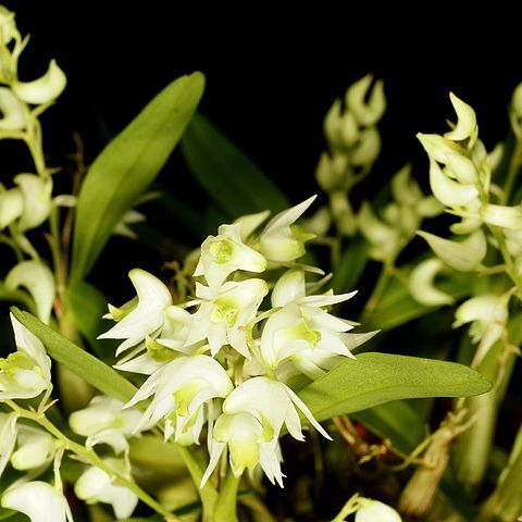 Dendrobium compactum unspecified picture