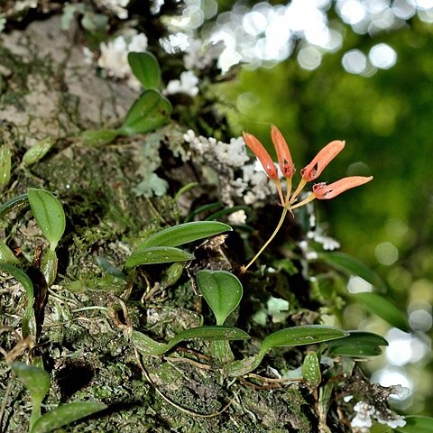 Bulbophyllum albociliatum var. shanlinshiense unspecified picture