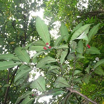 Ardisia cornudentata unspecified picture