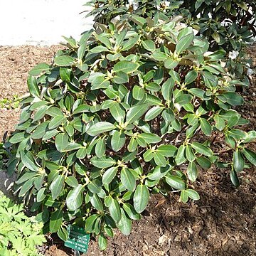 Rhododendron sphaeroblastum unspecified picture