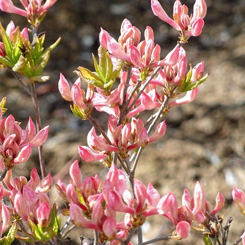 Rhododendron prinophyllum unspecified picture