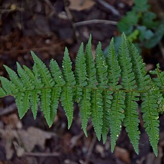 Dryopteris ardechensis unspecified picture