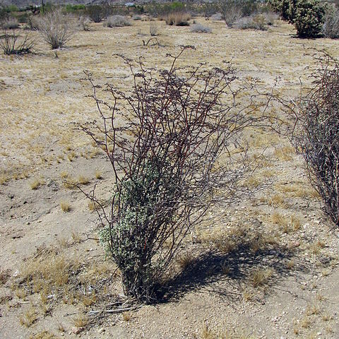 Eriogonum plumatella unspecified picture