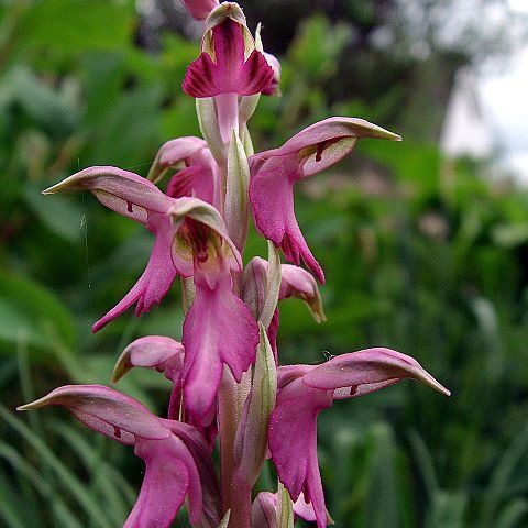 Anacamptis sancta unspecified picture