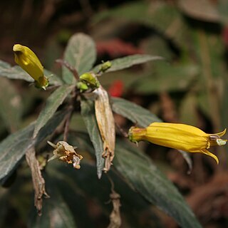 Siphocampylus aureus unspecified picture