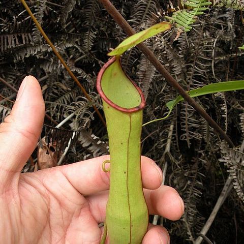 Nepenthes x sharifah-hapsahii unspecified picture