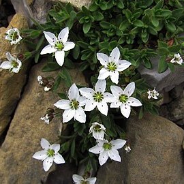 Minuartia cerastiifolia unspecified picture