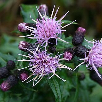 Cirsium confertissimum unspecified picture