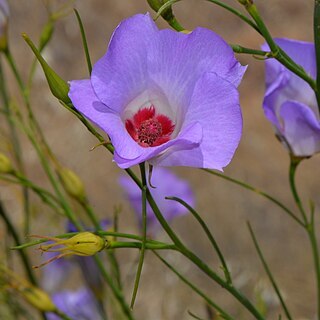 Alyogyne hakeifolia unspecified picture