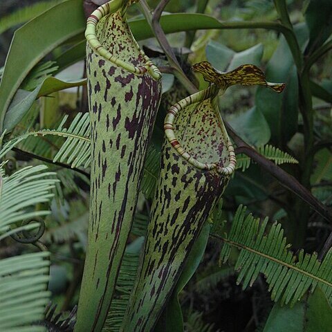 Nepenthes stenophylla unspecified picture