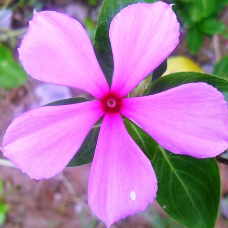 Catharanthus lanceus unspecified picture