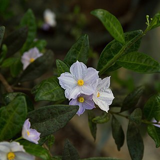 Solanum havanense unspecified picture