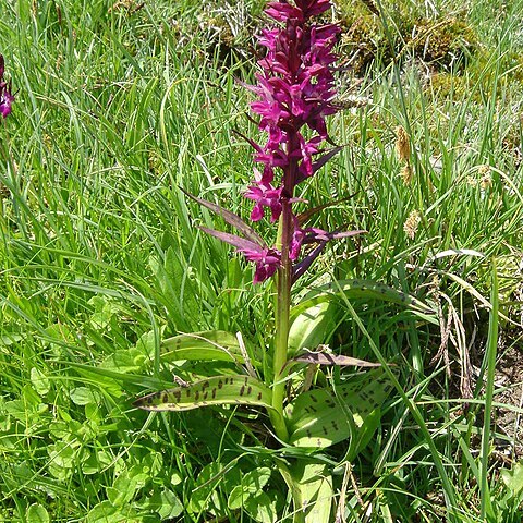 Dactylorhiza alpestris unspecified picture