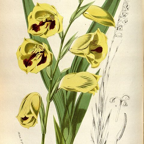 Gladiolus papilio unspecified picture