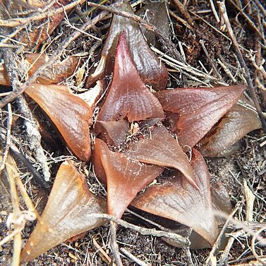 Haworthia mirabilis var. badia unspecified picture