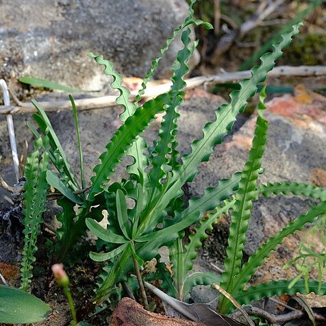 Freesia viridis subsp. crispifolia unspecified picture