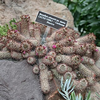 Mammillaria sphacelata subsp. viperina unspecified picture