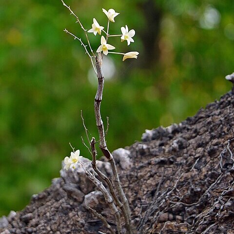 Dendrobium ovatum unspecified picture