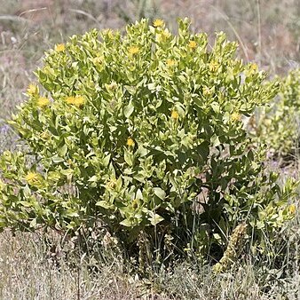 Centaurea polypodiifolia unspecified picture