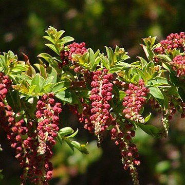 Coriaria ruscifolia subsp. microphylla unspecified picture