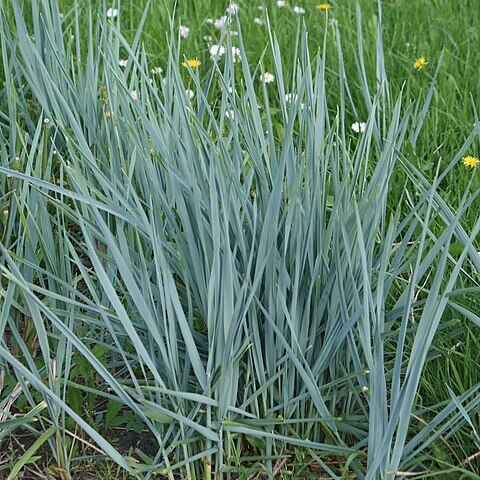 Elymus magellanicus unspecified picture