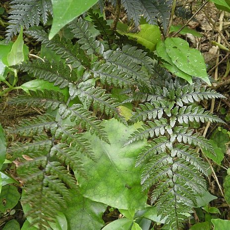 Polystichum neozelandicum unspecified picture