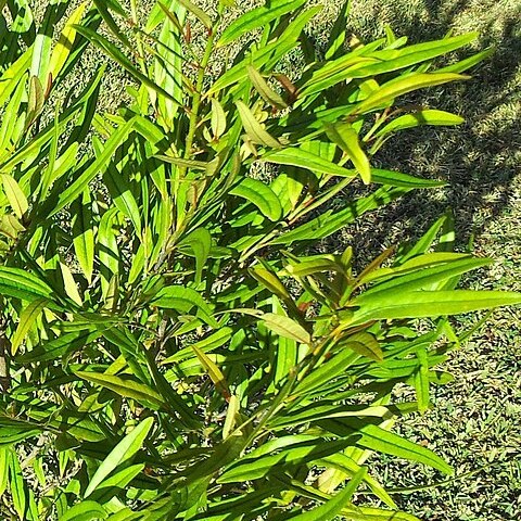 Erythroxylum sideroxyloides unspecified picture