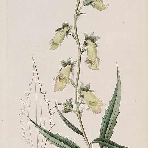 Digitalis obscura subsp. laciniata unspecified picture