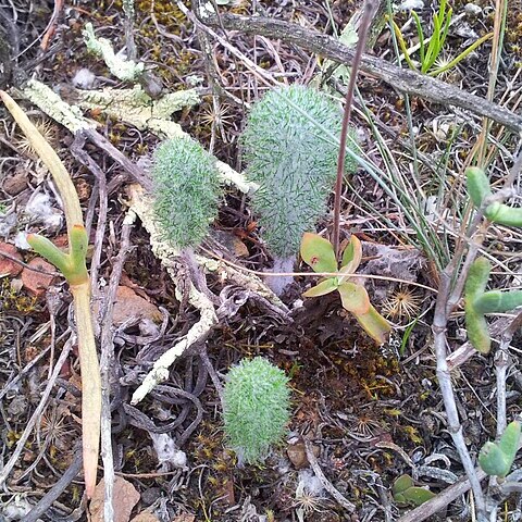 Eriospermum paradoxum unspecified picture