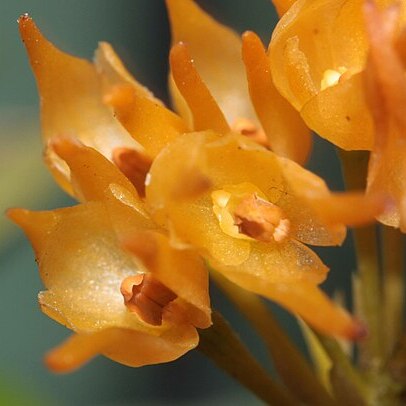 Bulbophyllum cephalophorum unspecified picture