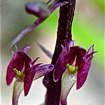 Crepidium quadridentatum unspecified picture