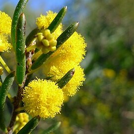 Acacia ericifolia unspecified picture